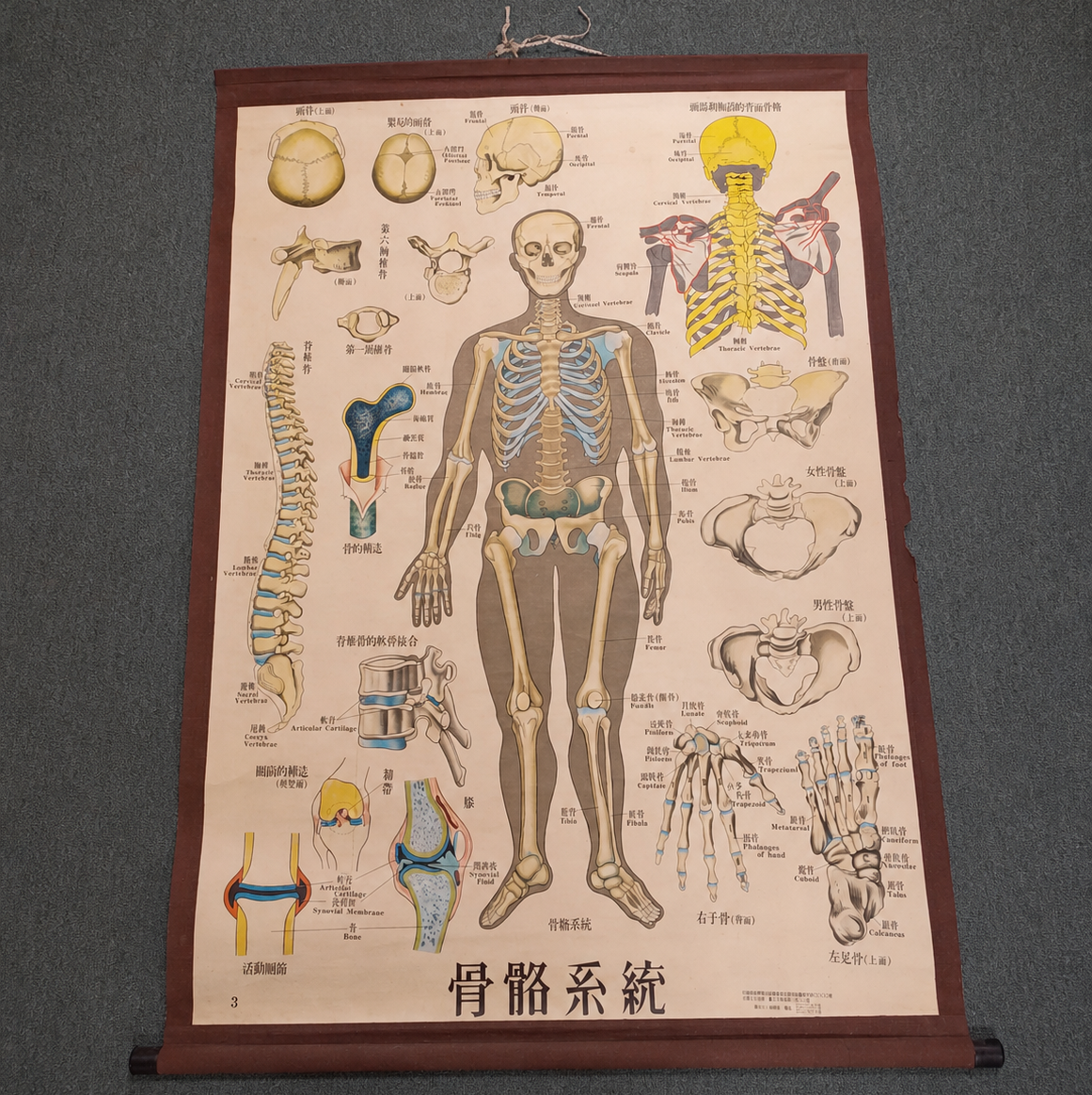 Orthopedic teaching material scroll 骨科教學圖卷